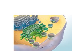 Protein processing and trafficking through the Golgi apparatus