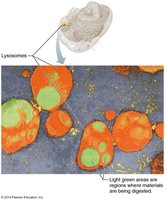 Lysosome structure and function
