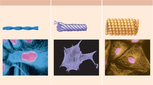 Types of cytoskeletal elements
