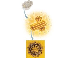 Centrioles and their arrangement