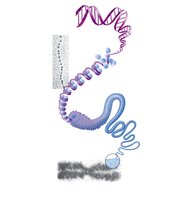 Levels of DNA packaging: chromatin and chromosome