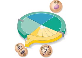 Cell cycle phases