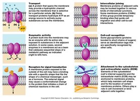 Functions of membrane proteins