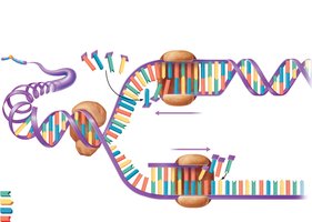 DNA replication fork