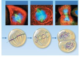 Metaphase, anaphase, telophase, and cytokinesis