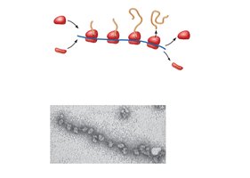 Polyribosome arrays