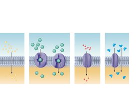 Types of passive membrane transport