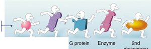 hormones and messengers
