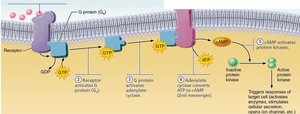 An image depicting cAMP signaling pathway
