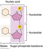 Sugar-phosphate backbone of nucleic acids