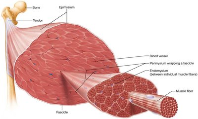 Muscle fiber structure with myofibrils and organelles