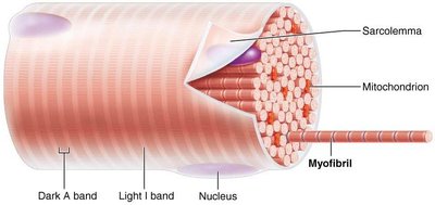 Myofibril structure with sarcolemma and bands