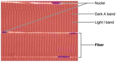 Sarcomere structure with bands and lines