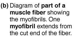 Sarcomere cross-section and banding pattern