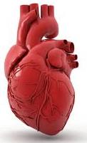 Heart, representing cardiac muscle
