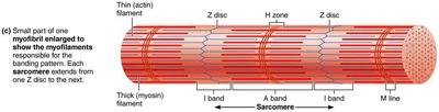 Thin filament structure with actin, tropomyosin, and troponin