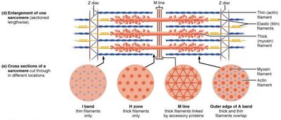 Myosin filament assembly