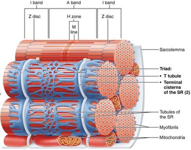 Triad structure: T tubule and SR