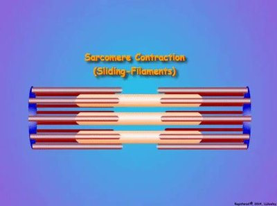 Sarcomere contraction: sliding filaments