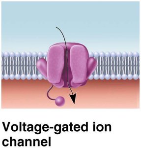 Neuromuscular junction structure