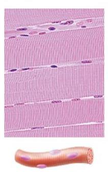 Skeletal muscle histology