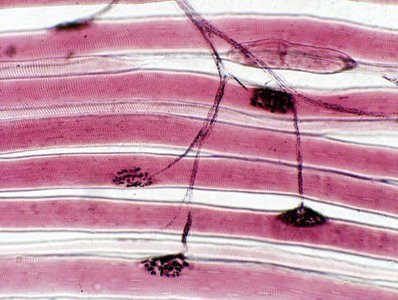 Events at the neuromuscular junction