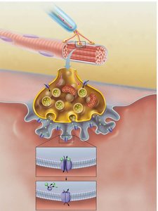 Action potential at neuromuscular junction