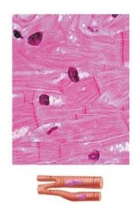 Cardiac muscle histology