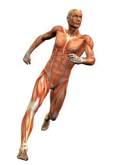 Human body with visible skeletal muscles