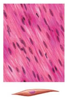 Smooth muscle histology