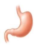 Stomach, representing smooth muscle location