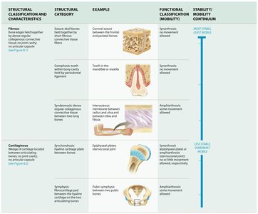 Anatomy & Physiology Articulations Study Guide for SEO | Notes