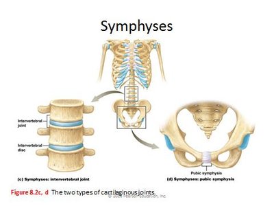 Symphysis Examples Anatomy & Physiology Articulations Study Guide for SEO | Notes