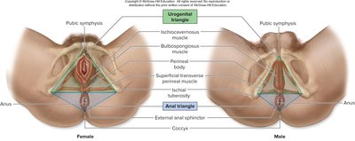 Anatomy of the perineum in male and female