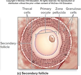 Secondary follicle