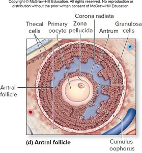 Antral follicle