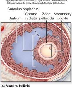 Mature follicle