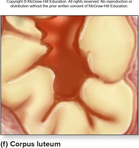 Corpus luteum