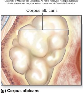 Corpus albicans