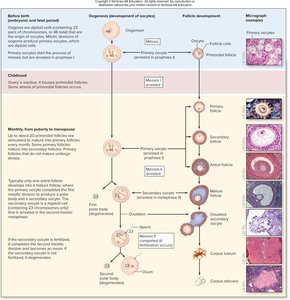 Oogenesis and follicle development