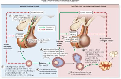 Hormonal interactions in the ovarian cycle