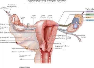 Uterine tubes and uterus