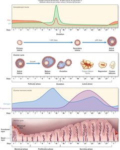 Hormonal changes and uterine cycle