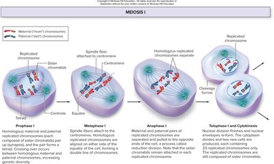 Stages of Meiosis I