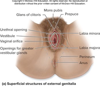 Superficial structures of female external genitalia