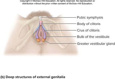 Deep structures of female external genitalia