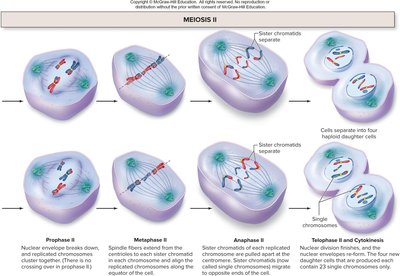 Stages of Meiosis II