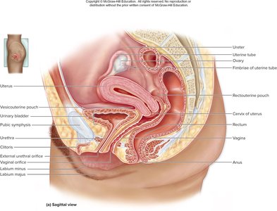 Sagittal view of female pelvic region