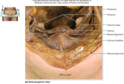 Anterosuperior view of female pelvic region
