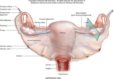 Posterior view of internal female reproductive organs